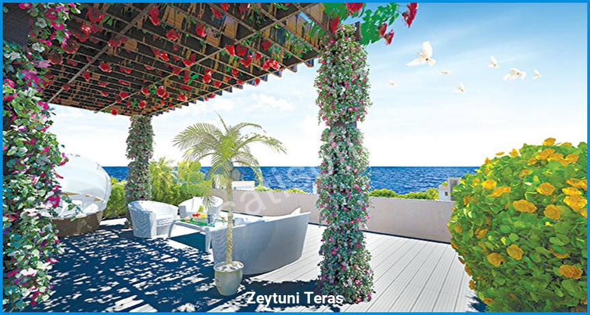 Zeytuni Teras 5