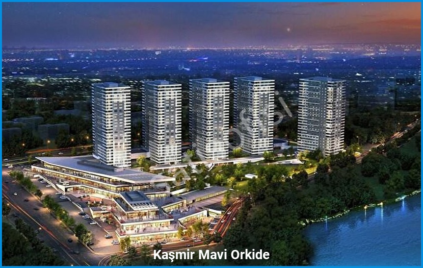 Kaşmir Mavi Orkide 2
