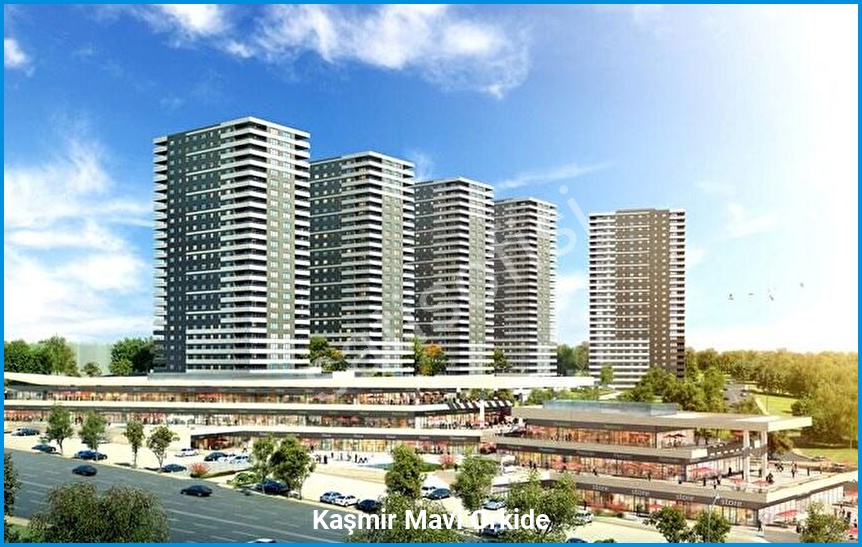 Kaşmir Mavi Orkide 3