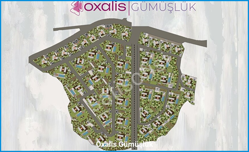 Oxalis Gümüşlük — görsel