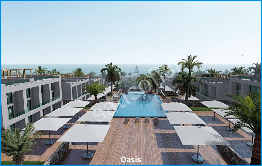 Oasis