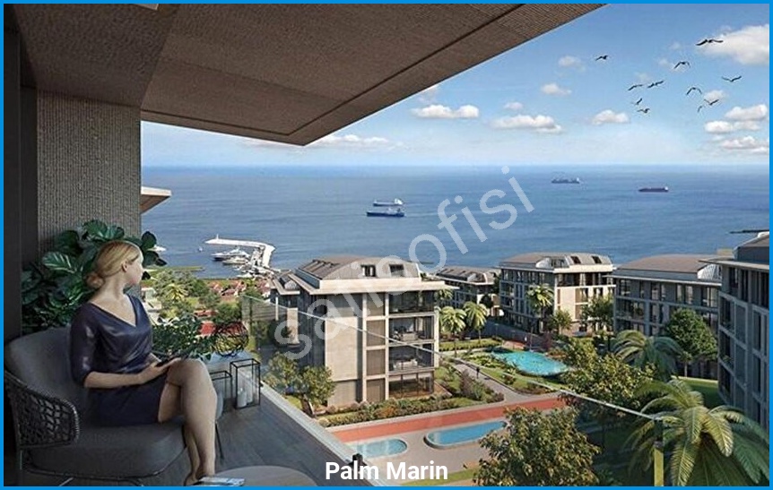 Palm Marin 3