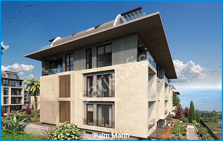 Palm Marin 4