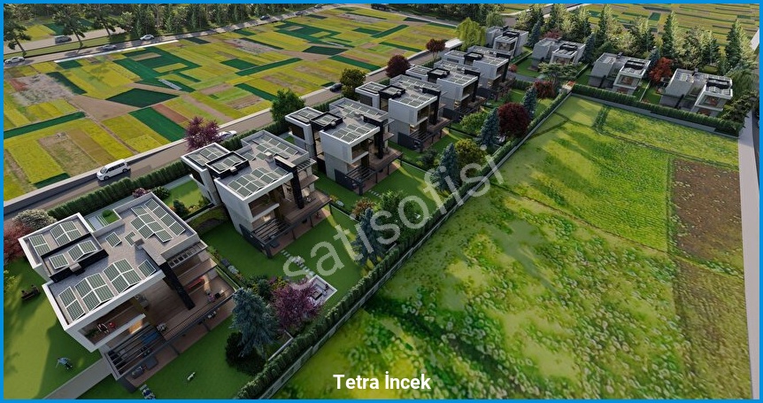 Tetra İncek