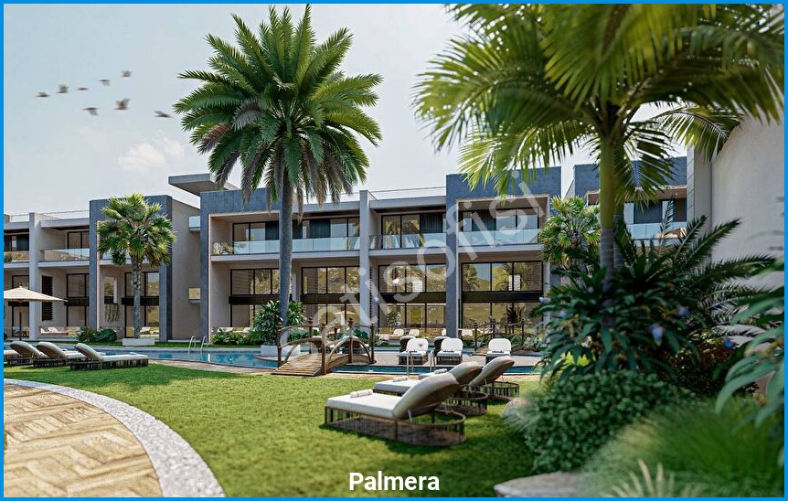Palmera 15