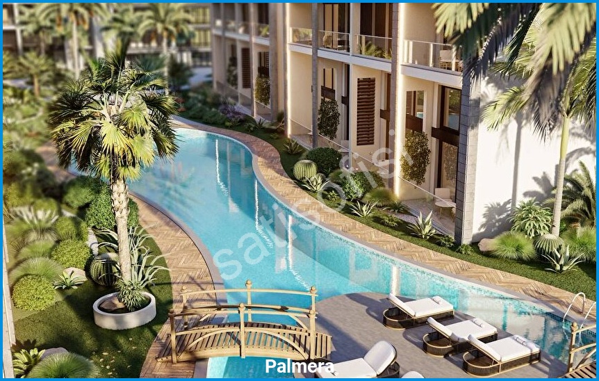 Palmera 2