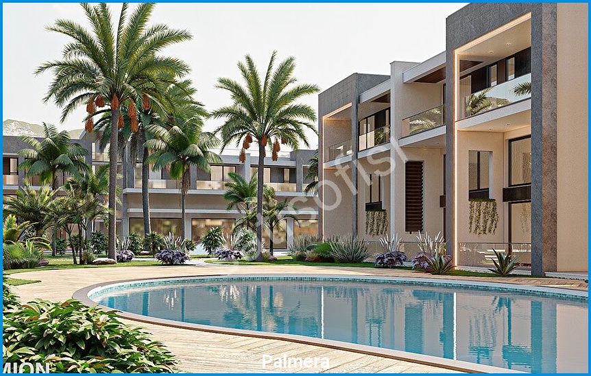 Palmera 3