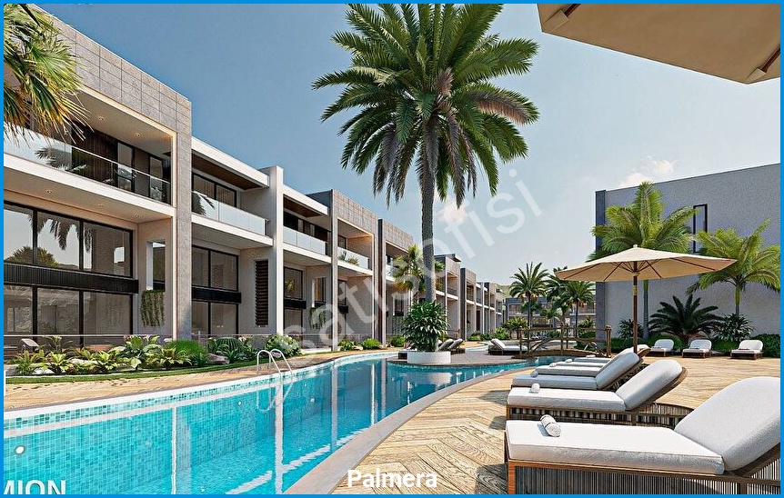 Palmera 4