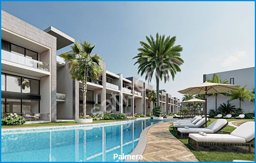 Palmera 7