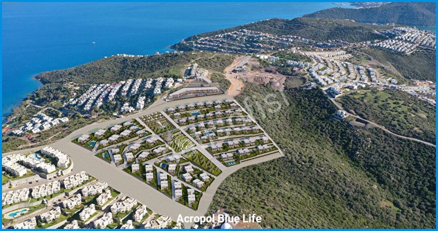 Acropol Blue Life 13